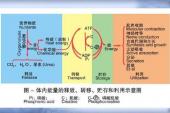 用“能量代谢”造句