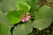 用“岩白菜”造句