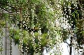 用“杨花”造句